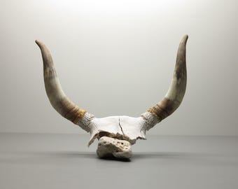 Bull Horns on Skull Fragment • Large Size