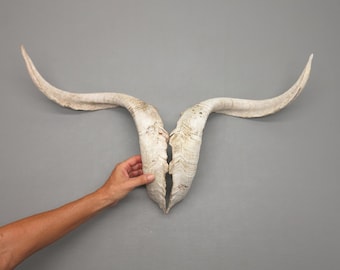 Geitenhoorns • 70-75 cm lengte • Majestueus formaat