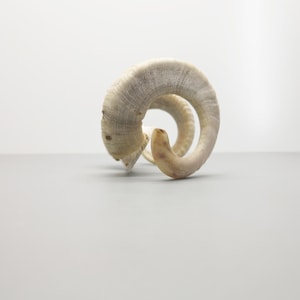 Könnte beinhalten: Ein geschwungenes, spiralförmiges Widderhorn mit einer strukturierten, cremeweißen und hellbraunen Oberfläche mit sichtbaren Rillen und Furchen. Das Horn bildet eine ausgeprägte Kreisform und läuft in einer glatten, spitzen Form aus.