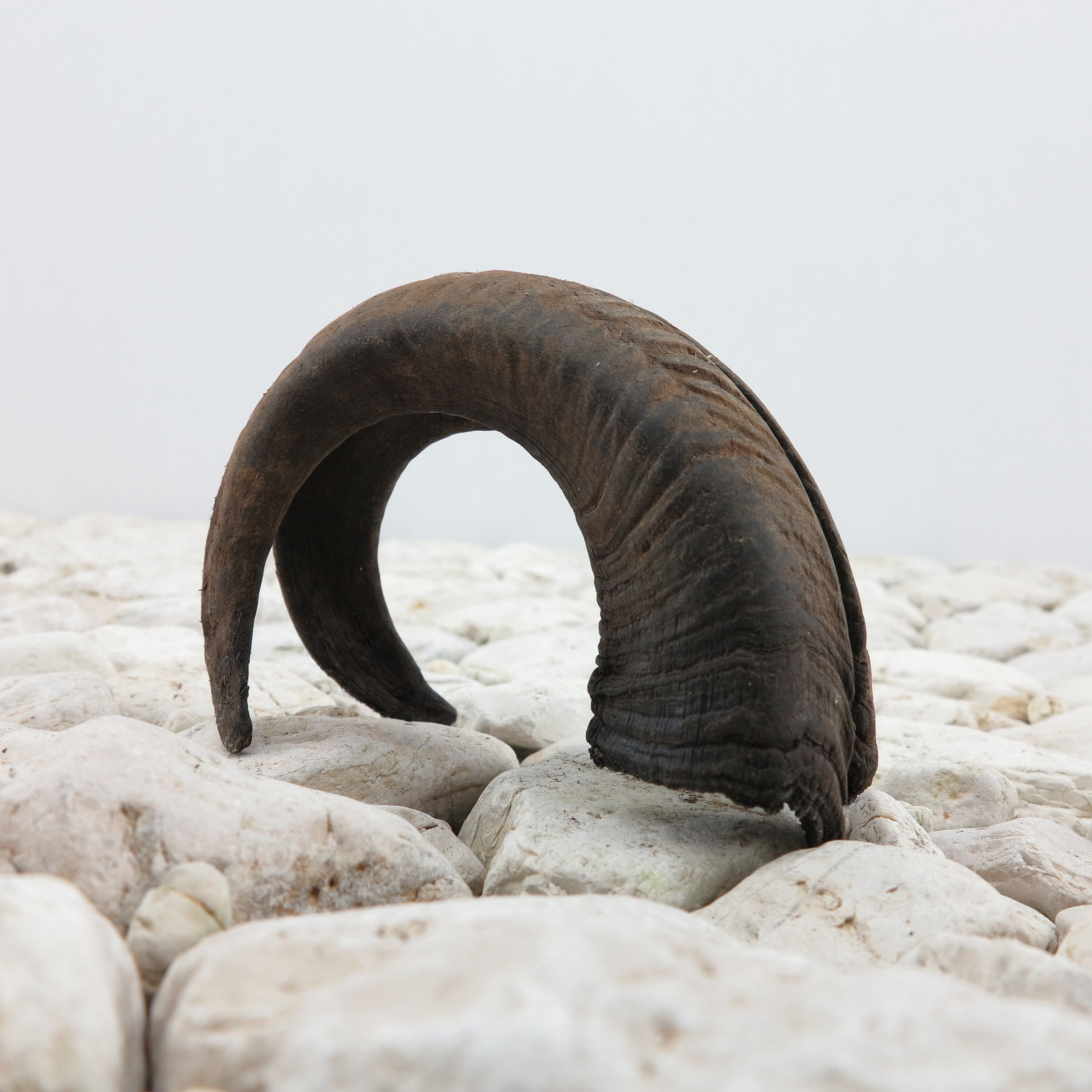 Rammer Compactor for sale Only 4 left at 75