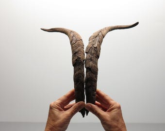 Goat Horns • Common Size