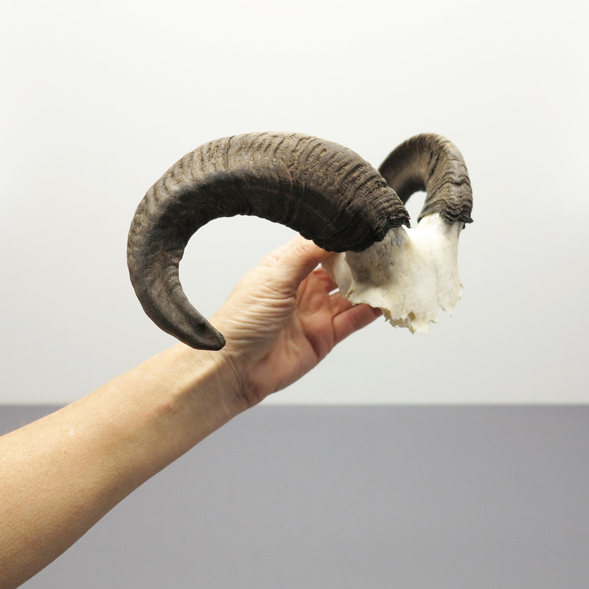 Ram Horns on Skull Fragment • Compact Size • Weathered
