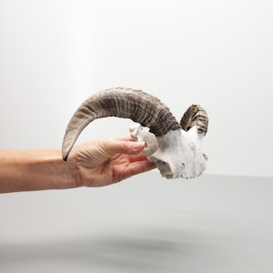 May include: A natural ram skull featuring two large, curved, textured horns with dark brown and grey coloration. The bone structure is off-white with visible ridges and organic details along the surface of the horns and the cranium base.