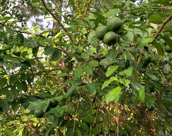 Organic Hybrid Lemon/Lime Basket