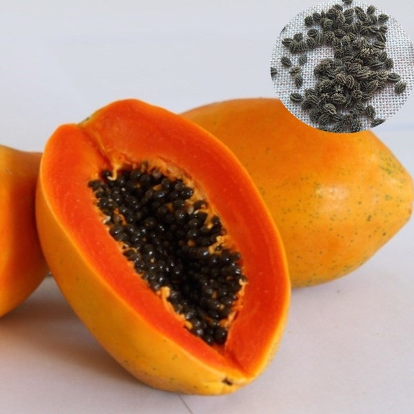 Florida Red Royal Papaya Seeds, Dwarf Red Lady Papaya Seeds, Papaya-zaden van hoge kwaliteit voor tuinieren