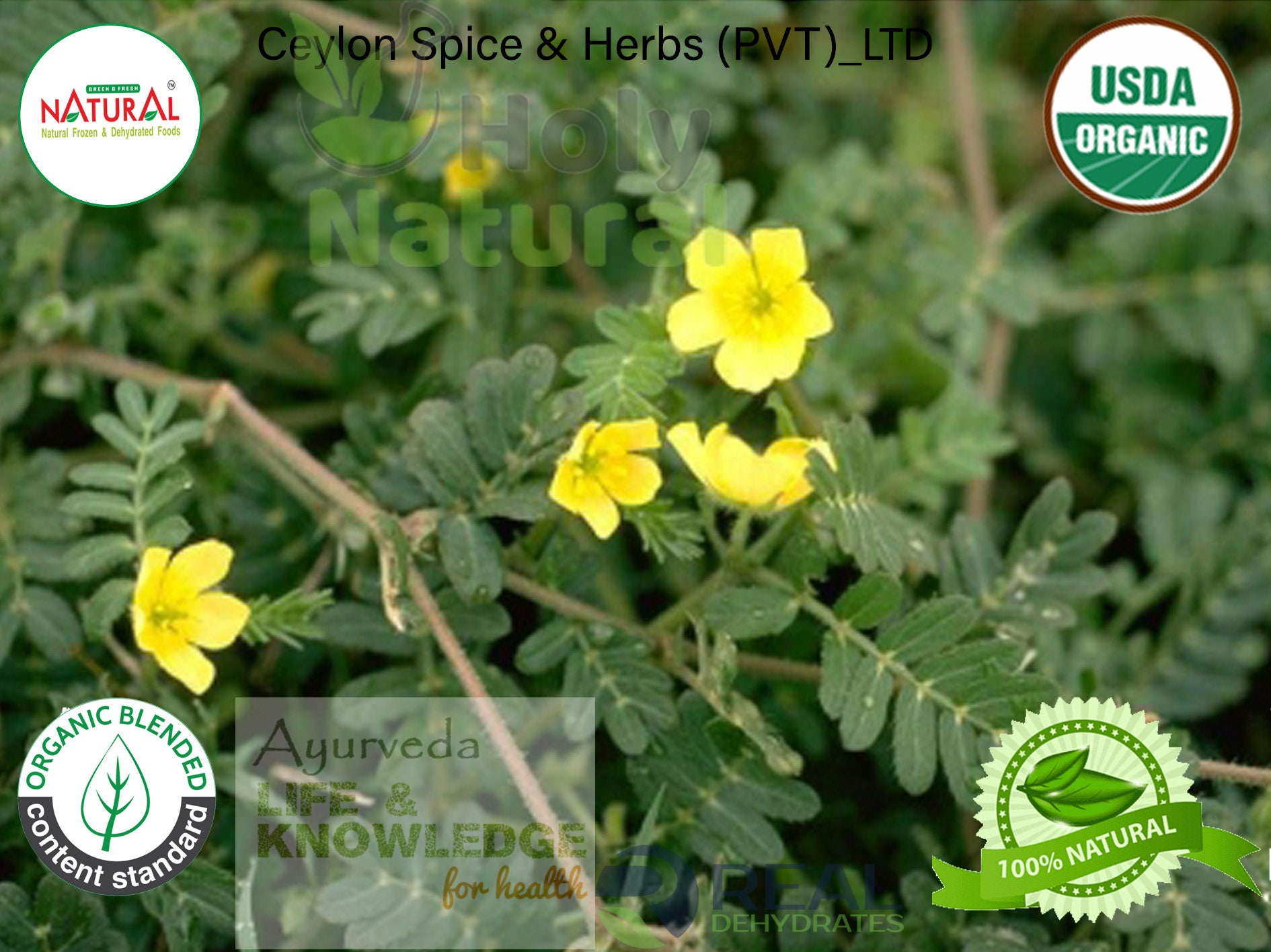 Organic Tribulus Tribulus Terrestris for erectile Etsy
