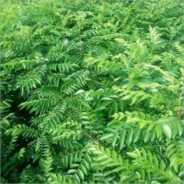 Curry Leaves, 1KG BULK ,Organic Curry Leaves Powder ,100% Organic Natural ,Freshly Dehydrating Pack to order