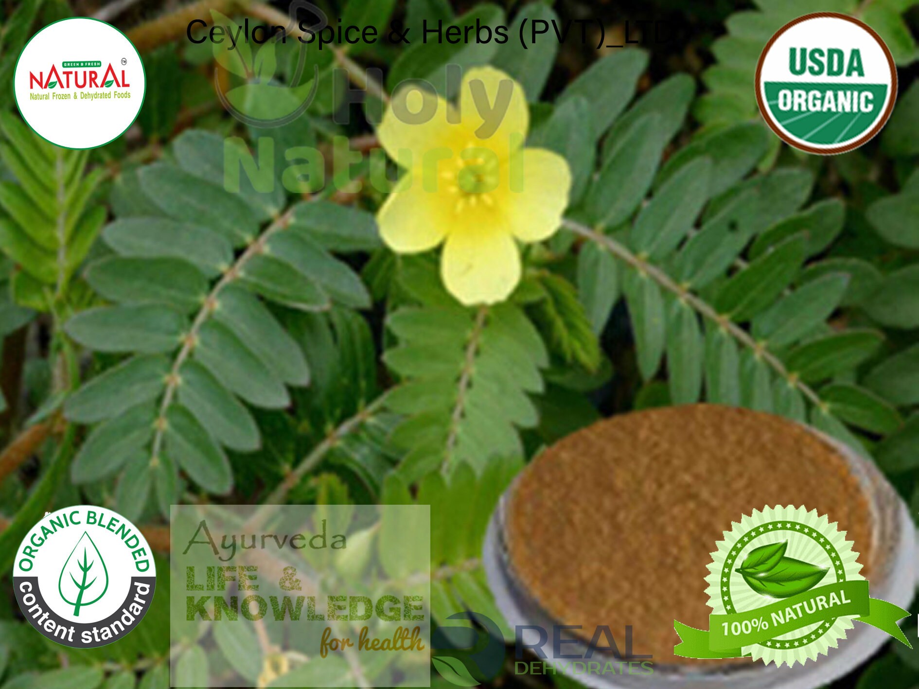Organic Tribulus Tribulus Terrestris for erectile Etsy