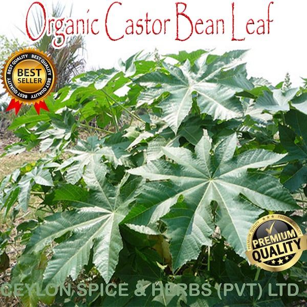 Castor Bean ,Ricinus communis ,Dried Castor Bean Leaves ,Natural Air Dehydrate Cut & Sifted