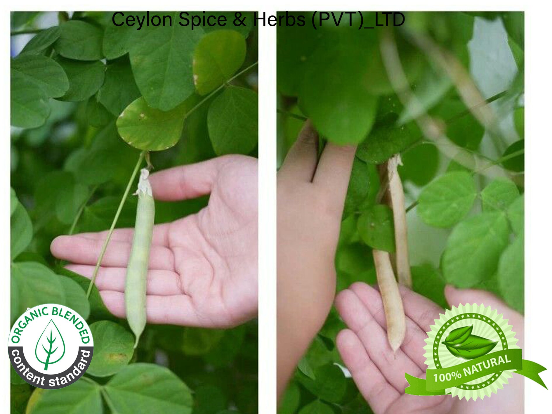 100 of Butterfly Pea Flower Seeds Rare Grown by Own Yard Etsy