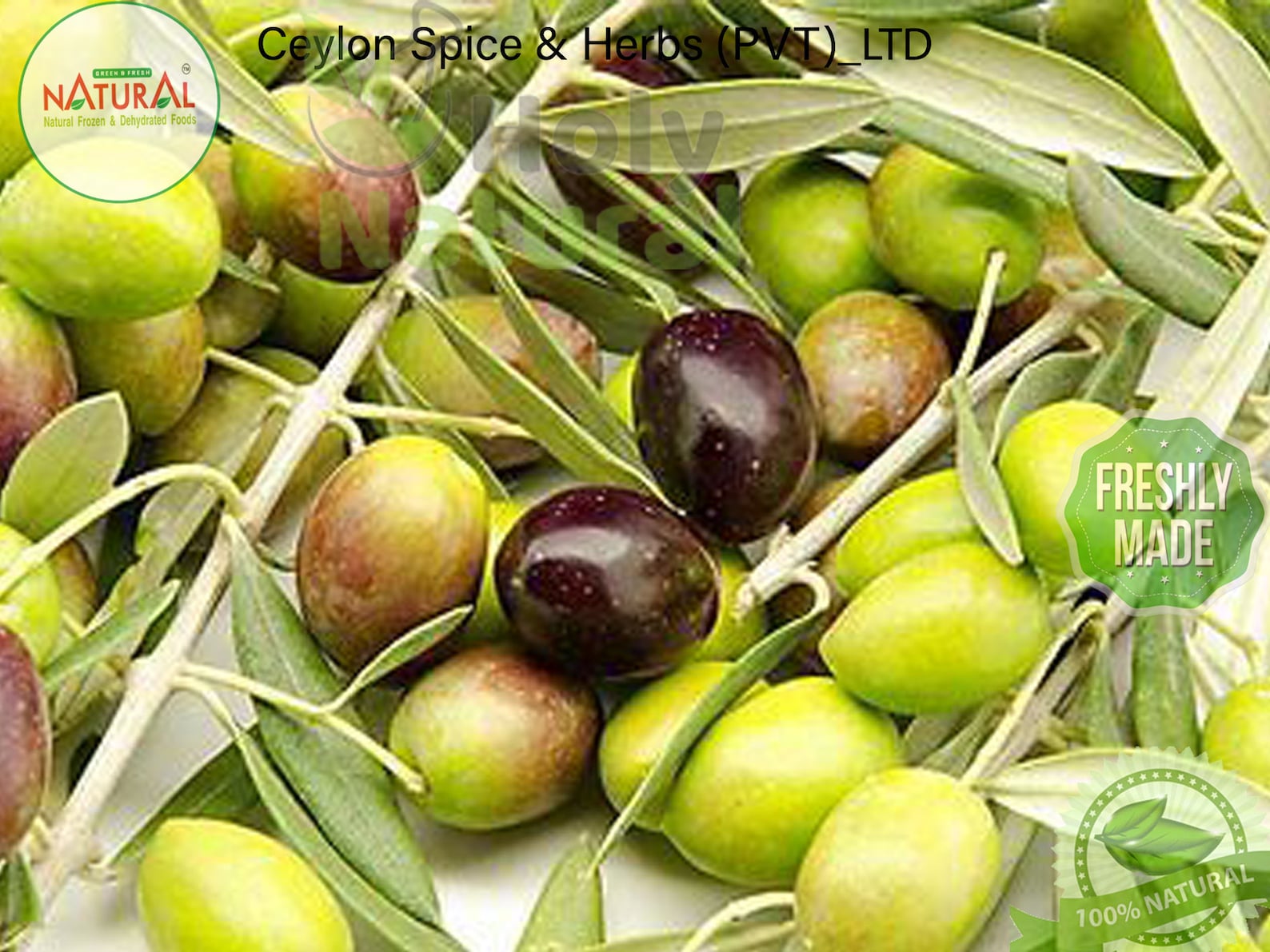 Olive Tree Seeds High Quality 50 bulk seeds Sprout Rate Etsy