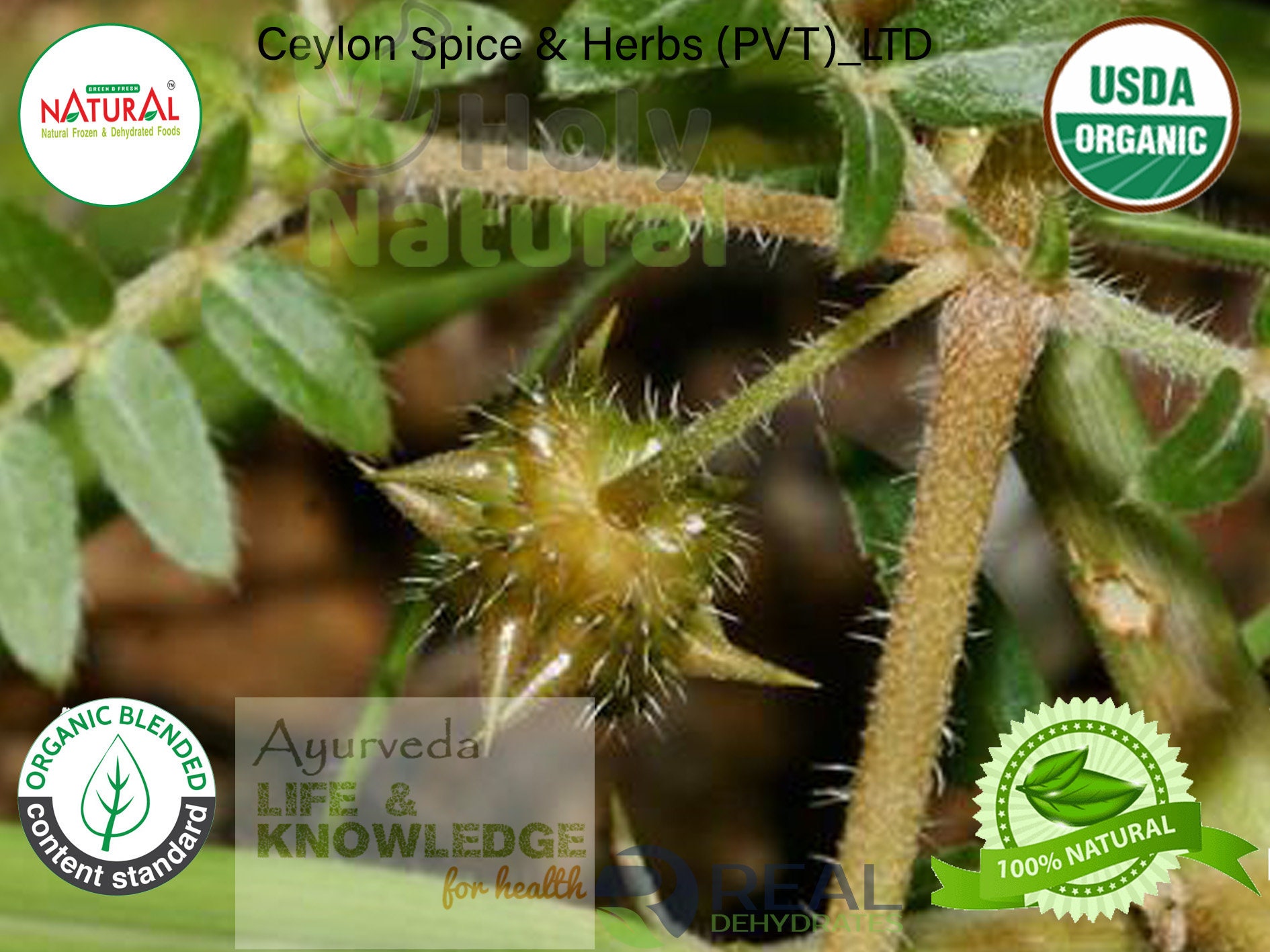 Organic Tribulus Tribulus Terrestris for erectile Etsy