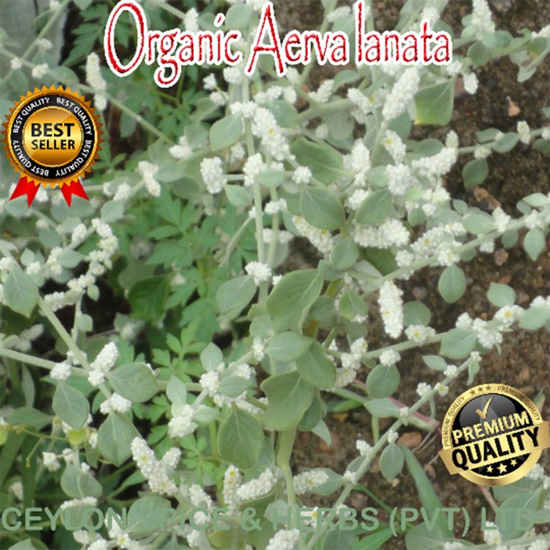 Organic Aerva lanata ,1 KG ,Balipoovu ,Magical Ayurveda ,Freshly Picked Dehydrate To Order ,Natural Color ,Not Sun Dried image 6