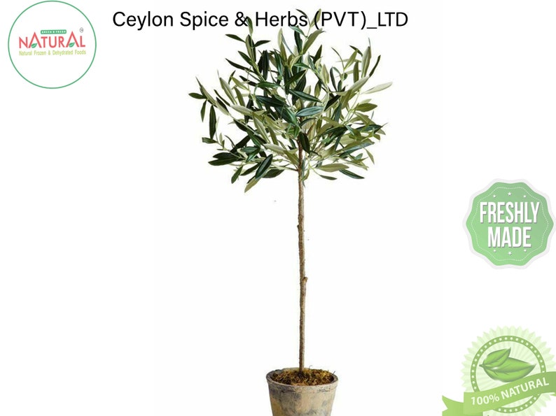 Olive Tree Seeds High Quality 50 Bulk Seeds Sprout Rate Etsy