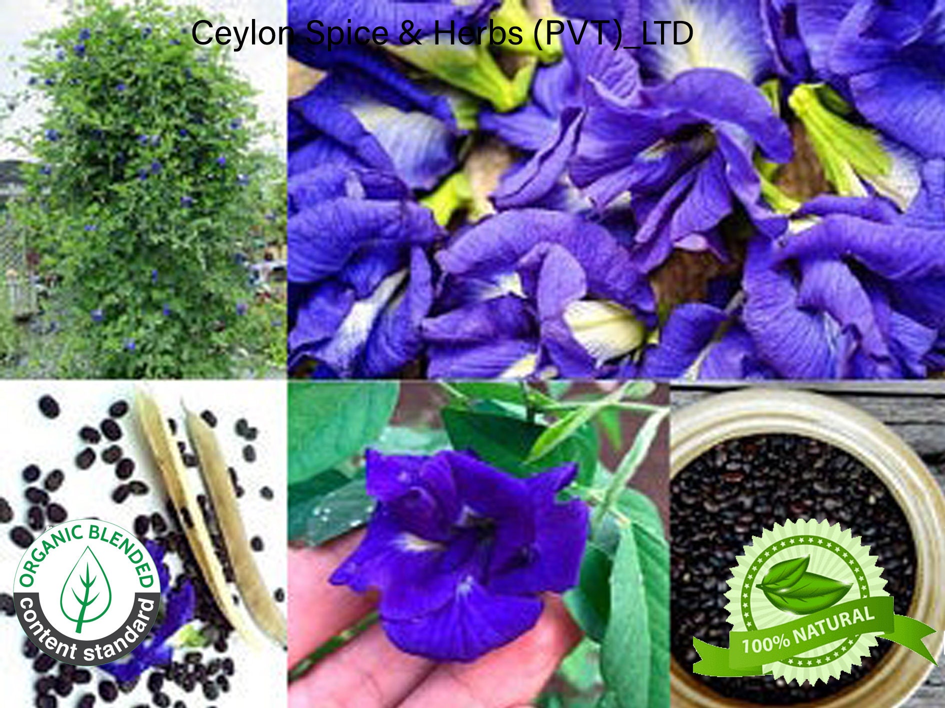 100 of Butterfly Pea Flower Seeds Rare Grown by Own Yard Etsy