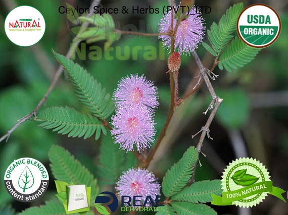 empfindliche Pflanzensamen Mimosa pudica Mimose 34 samen Blumen