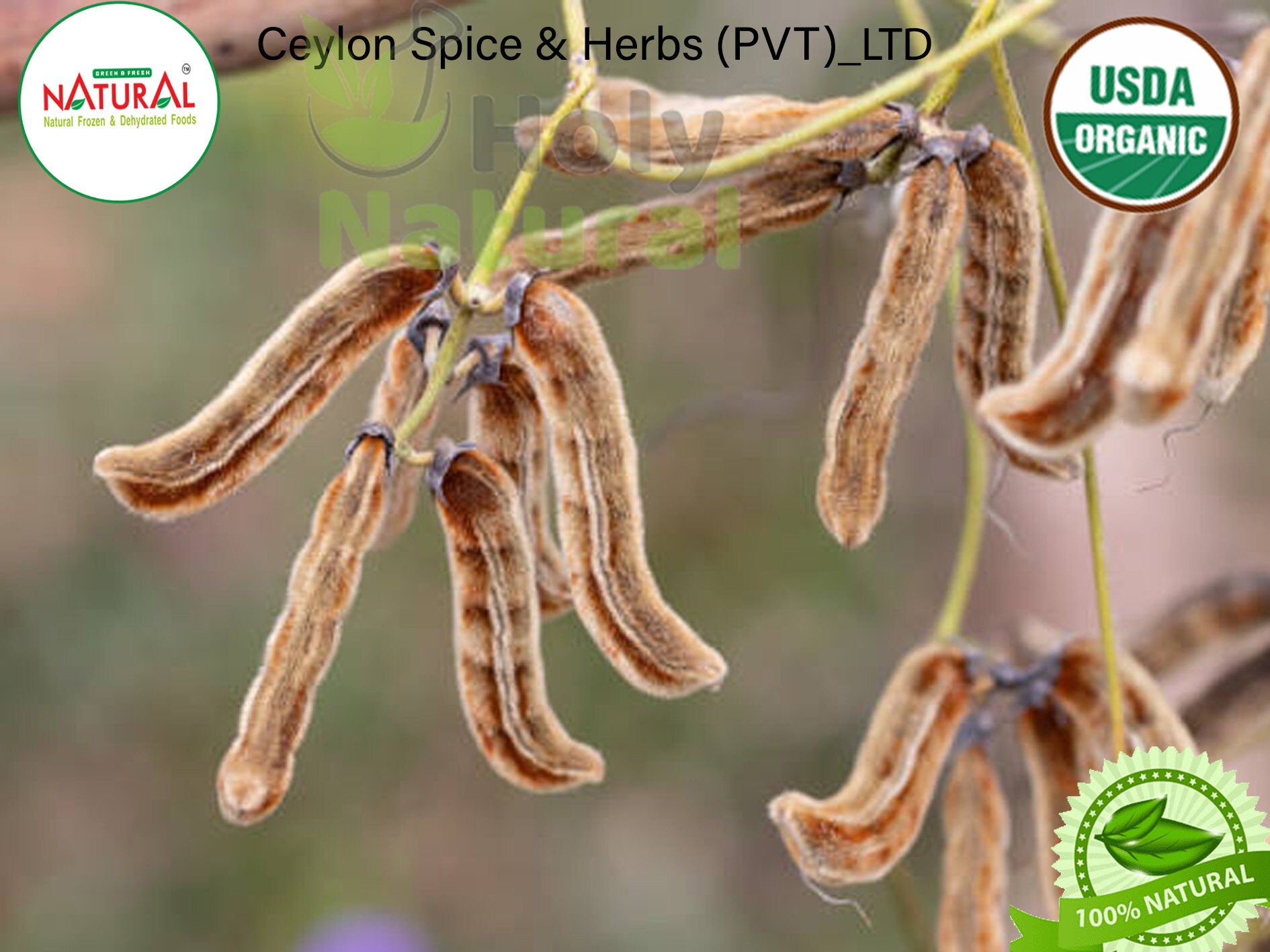 100 Velvet Bean Seeds Organically Grown Mucuna Pruriens Etsy