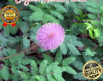 Mimosa Pudica, 1KG BULK Organic Mimosa Pudica Powder, Freshly Made To Order