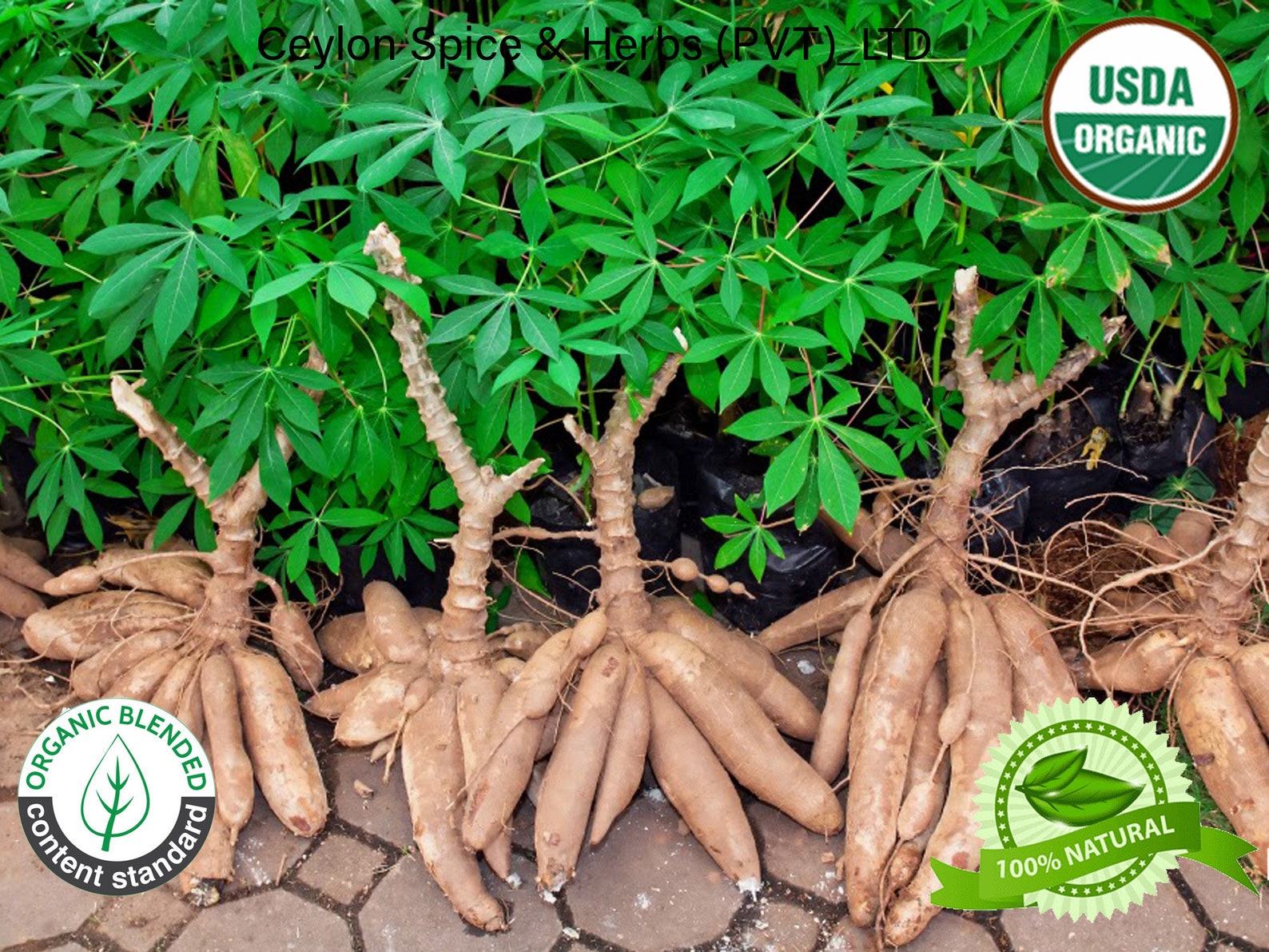 cassava leaf cassava leaf