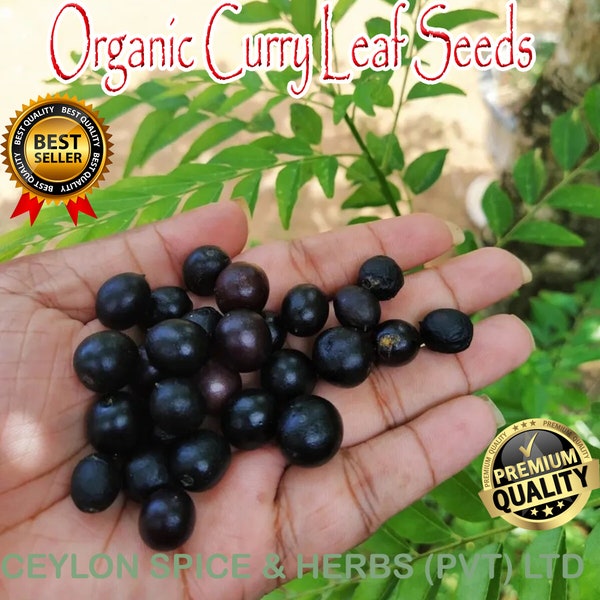 Curry Leaf Seeds, 100 Seeds Bulk ,Tested Before Sell ,Heirloom Seeds, Non GMO, Plant Murraya koenigii