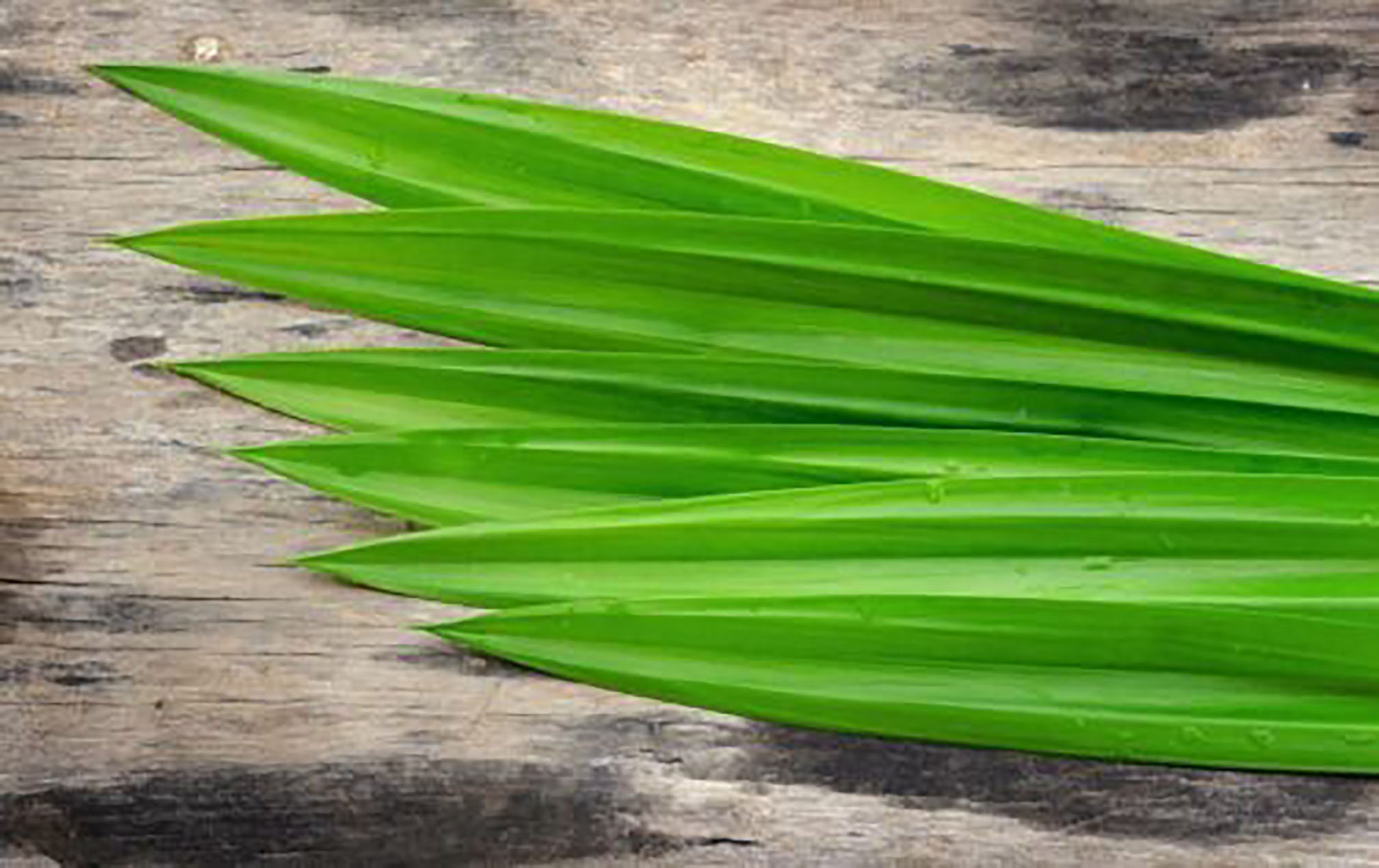 Pandan LeavesDried pandan leaves Fragrant Pandan Pandom Etsy Pandan LeavesDried pandan leaves Fragrant Pandan Pandom Etsy