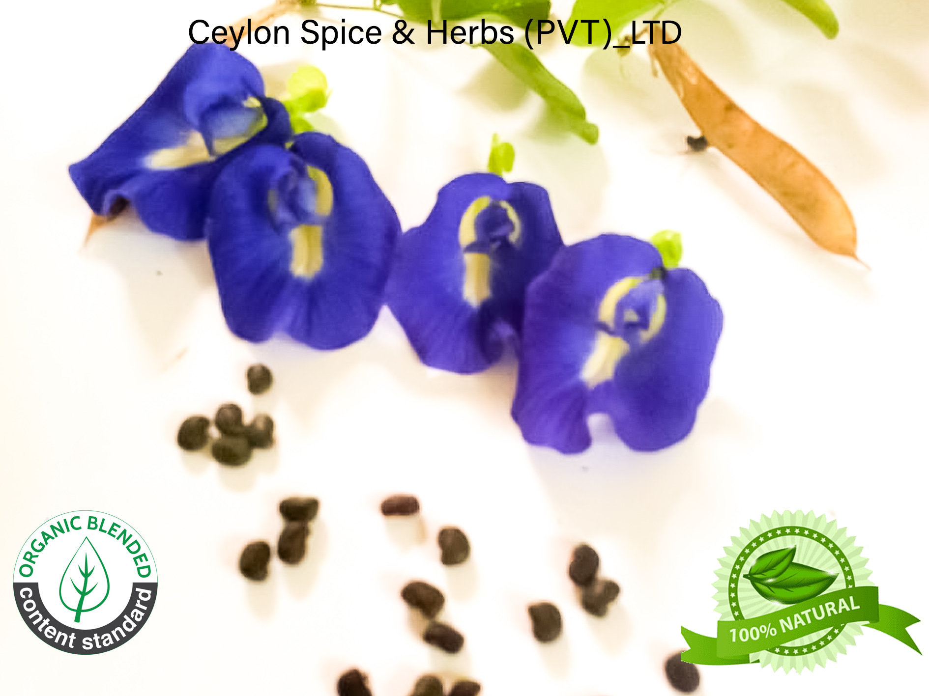 100 of Butterfly Pea Flower Seeds Rare Grown by Own Yard Etsy