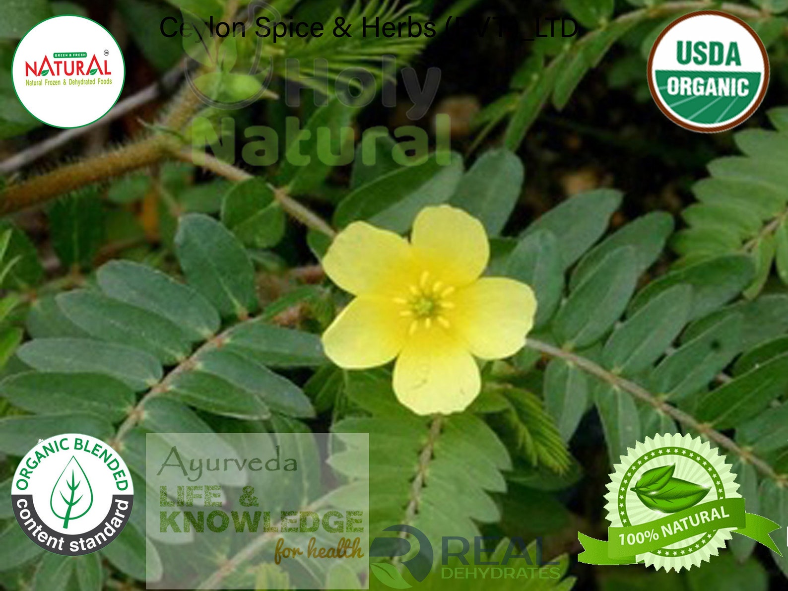 Organic Tribulus Tribulus Terrestris for erectile Etsy