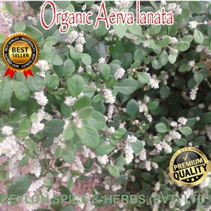 Organic Aerva lanata ,1 KG ,Balipoovu ,Magical Ayurveda ,Freshly Picked Dehydrate To Order ,Natural Color ,Not Sun Dried image 5