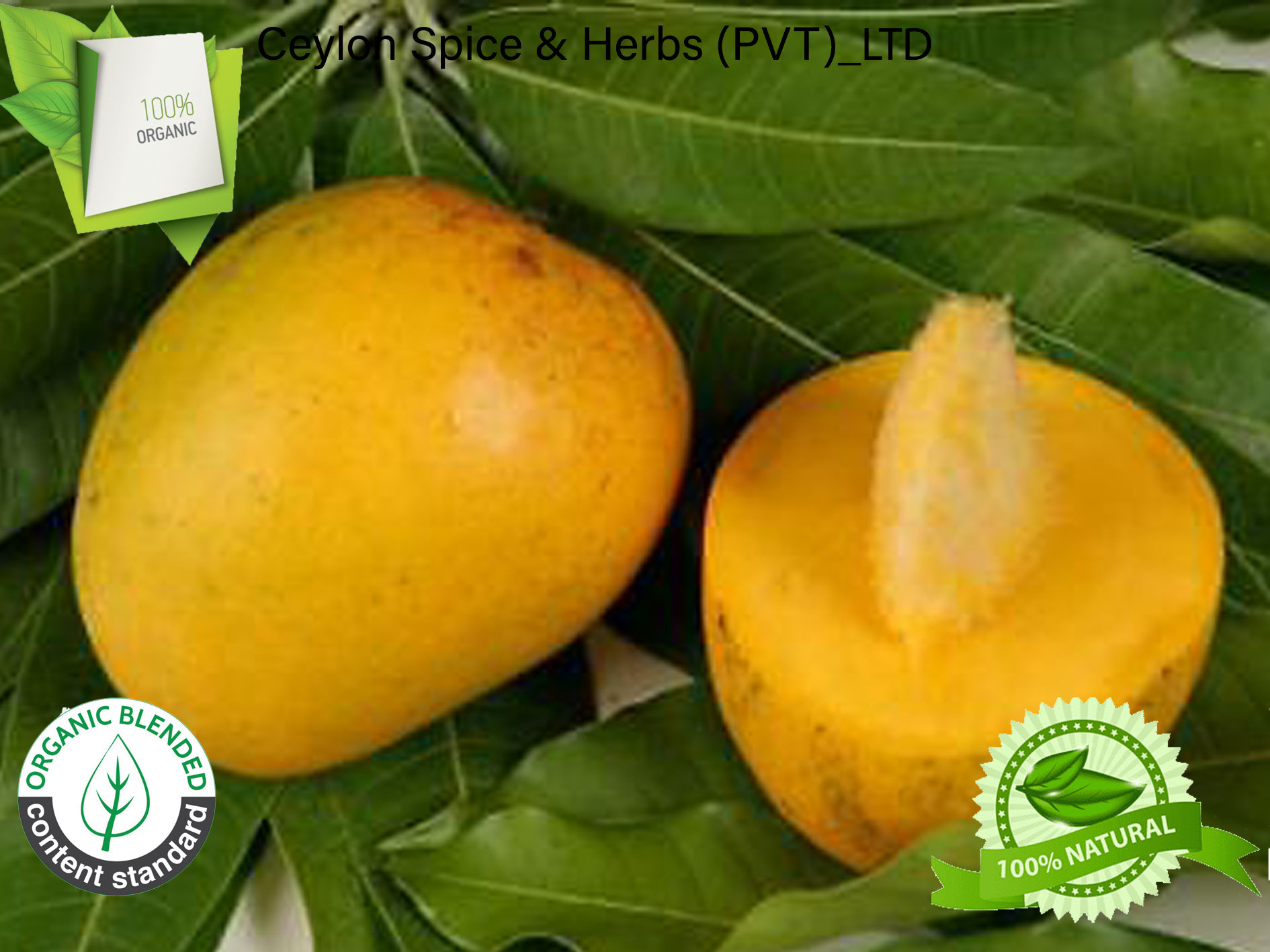 Alphonso Mango Seeds 24 Seeds per Pack Rare King of Etsy