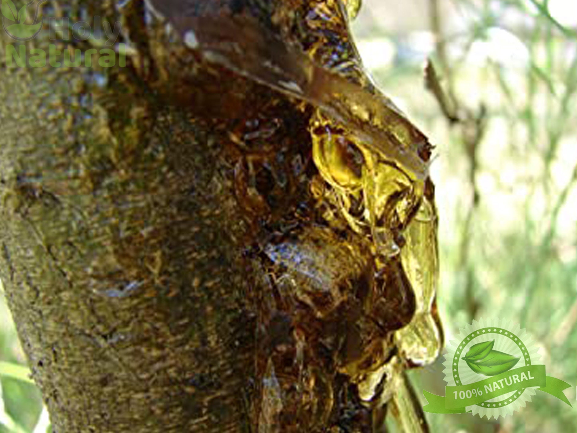 Neem Gum Neem Gum Powder Wildcrafted Organic Neem Gum Etsy