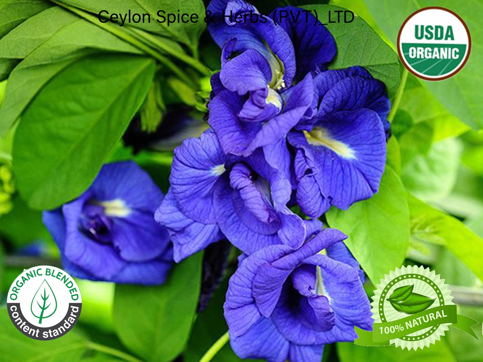 100 of Butterfly Pea Flower Seeds Rare Grown by Own Yard Etsy