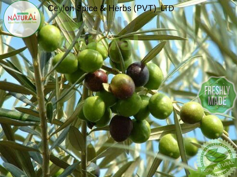 Olive Tree Seeds High Quality 50 Bulk Seeds Sprout Rate Etsy