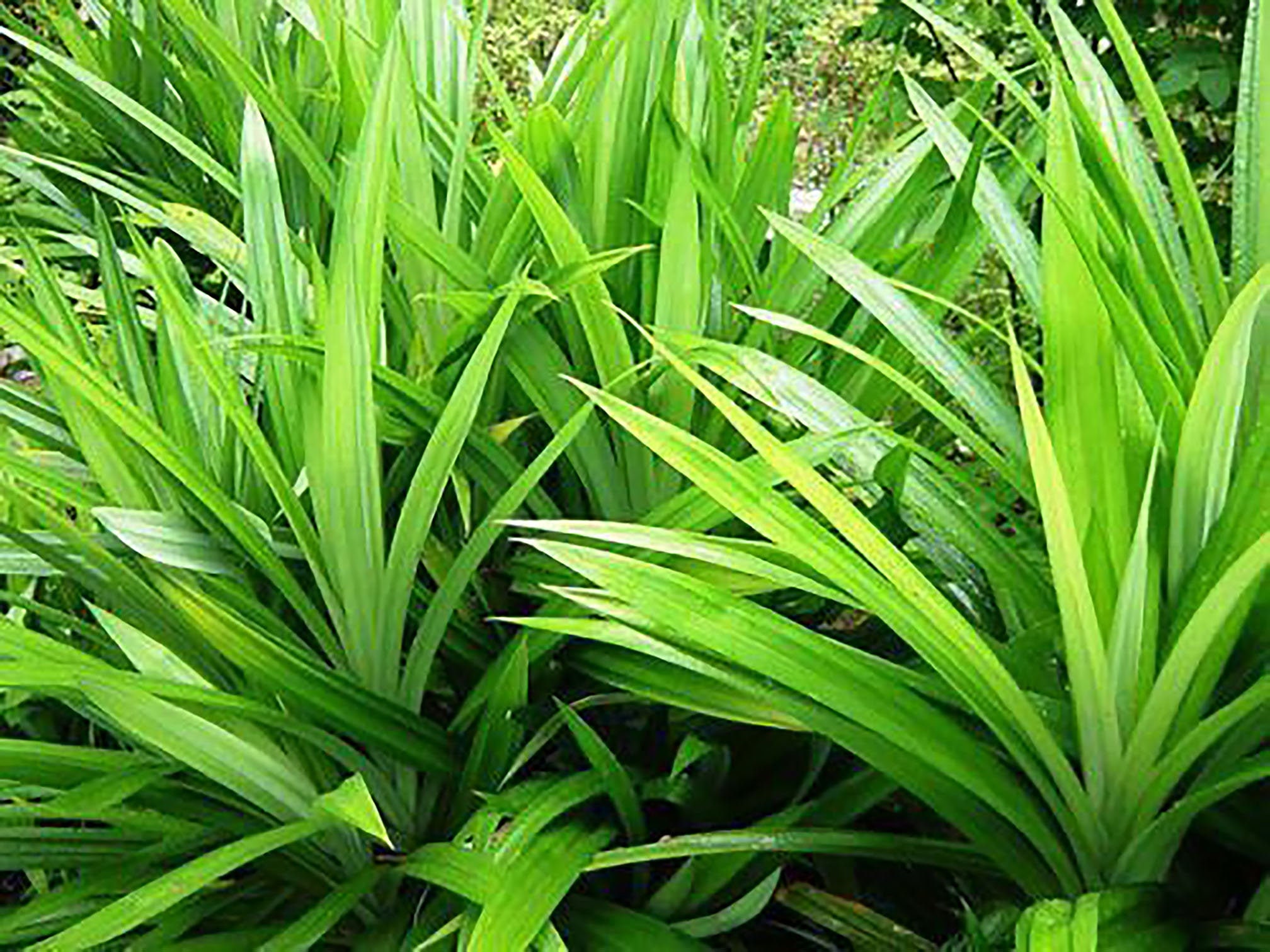 What Are Pandan Leaves