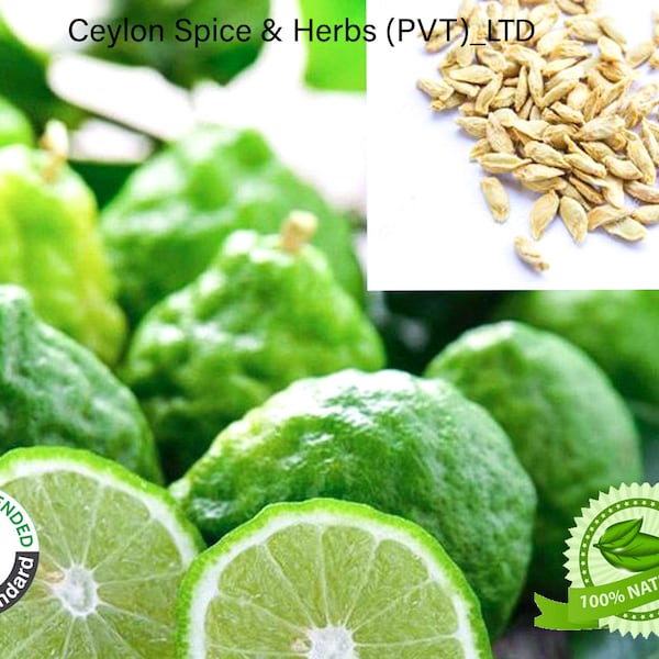 10-100 Kaffir Lime Seeds, Makrut lime, Citrus hystrix ,Kaffir Lime Seeds free shipping, Grown By Home Yard, Freshly Makes To Order