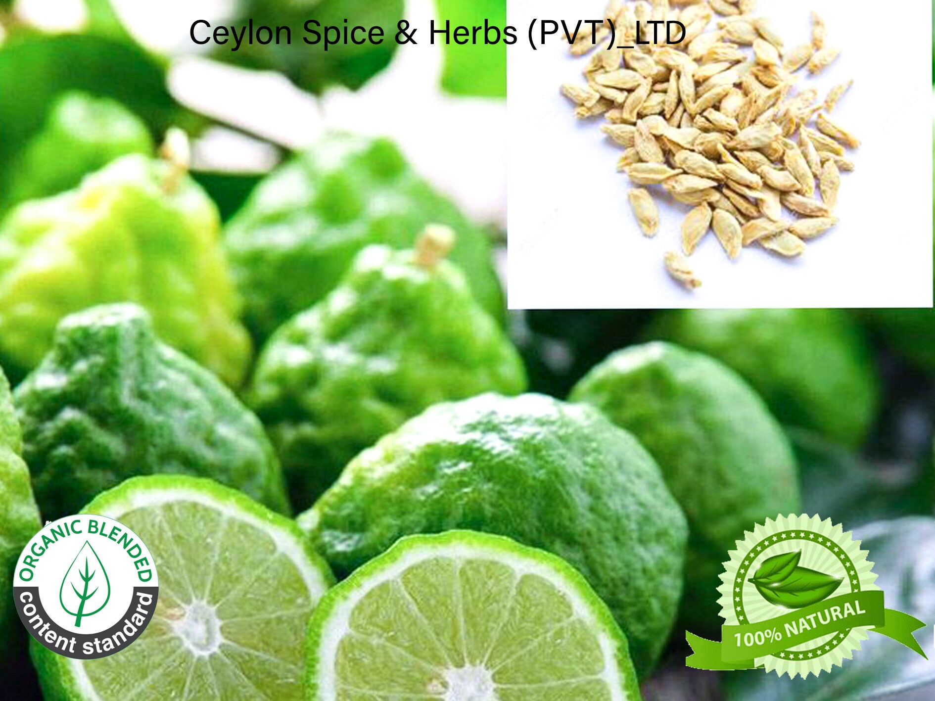 10100 Kaffir Lime Seeds Makrut lime Citrus hystrix Etsy