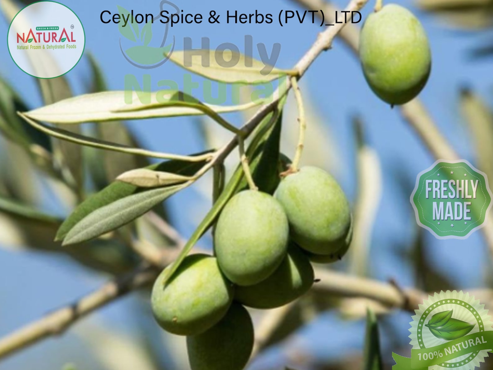 Olive Tree Seeds High Quality 50 bulk seeds Sprout Rate Etsy