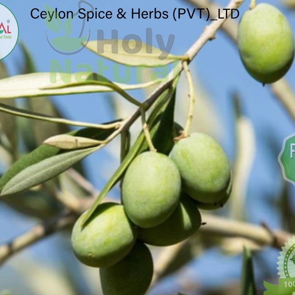 Olive Tree Seeds ,High Quality 50 bulk seeds, Sprout Rate 100% Tested ,Olea europeana, easy plant