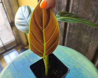 Blue Philodendron Etsy