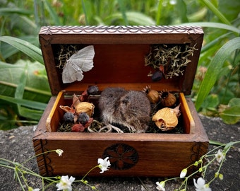 Mummified Mouse Memento Mori Art | Ethically Sourced Oddities Box | One of a Kind Curiosity