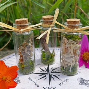 Oddity vials, small bone jar, real bee, real badger claw, oddities decor, cottagecore, natural oddities