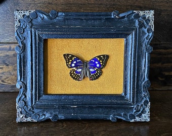 May include: A black ornate frame with a gold velvet mat and a framed butterfly specimen with blue and black wings.