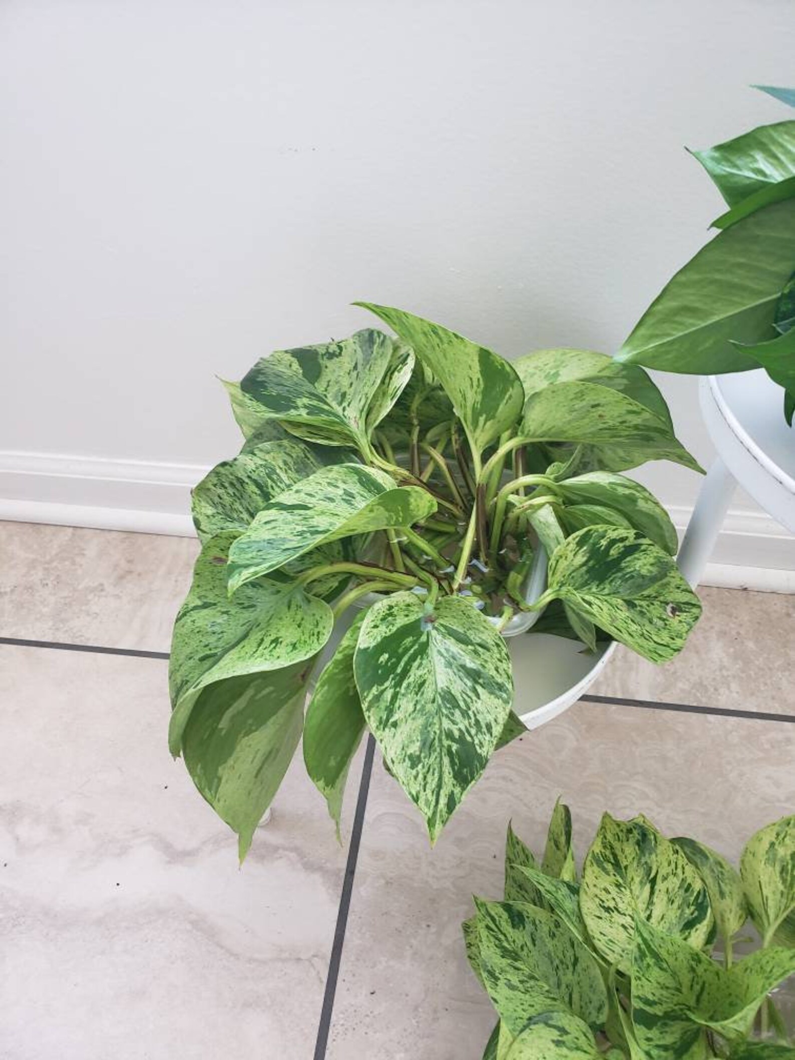 Marble queen pothos cuttings Etsy