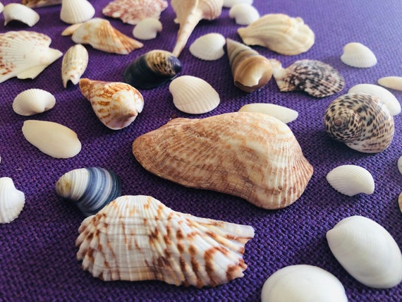 Small Sand Dollars - 3/4 - 1 1/4, Very Small Sand Dollars, Craft Shells,  Beach Wedding