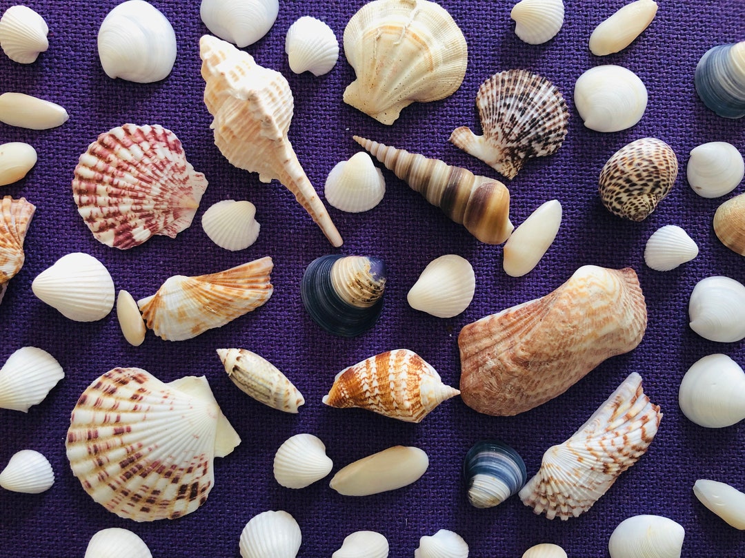 Mixed Shell Confetti | Curly Shells | Miniature Small Shells | Beach ...