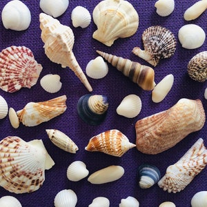 Mixed Shell Confetti | Curly Shells | Miniature Small Shells | Beach Wedding table Decor | Sea Themed Table Scatter | Shell Confetti | Shell