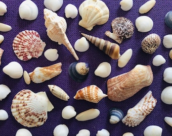 May include: An assortment of seashells in various shapes, sizes, and colors, including white, tan, brown, and blue, are arranged on a textured purple surface. The shells vary from small, round ones to larger, spiral and fan-shaped varieties.