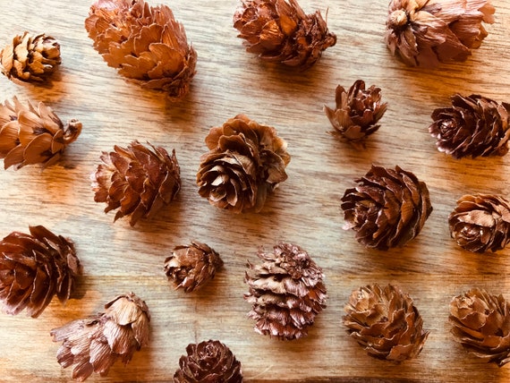Perfect Small Pine Cones for Party Accents - Austrian Pine Tree Cones for  Weddings