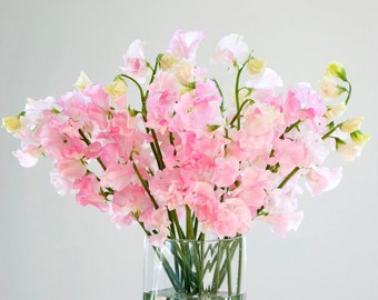 Sweet Pea Candle Fragrance Oil - (16oz Bottle)