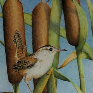 May include: A small brown bird with a long tail perched on a green stalk of cattails. The bird is facing right and has a light brown breast and a darker brown back. The cattails are tall and slender, with brown seed heads. The background is a light blue sky.