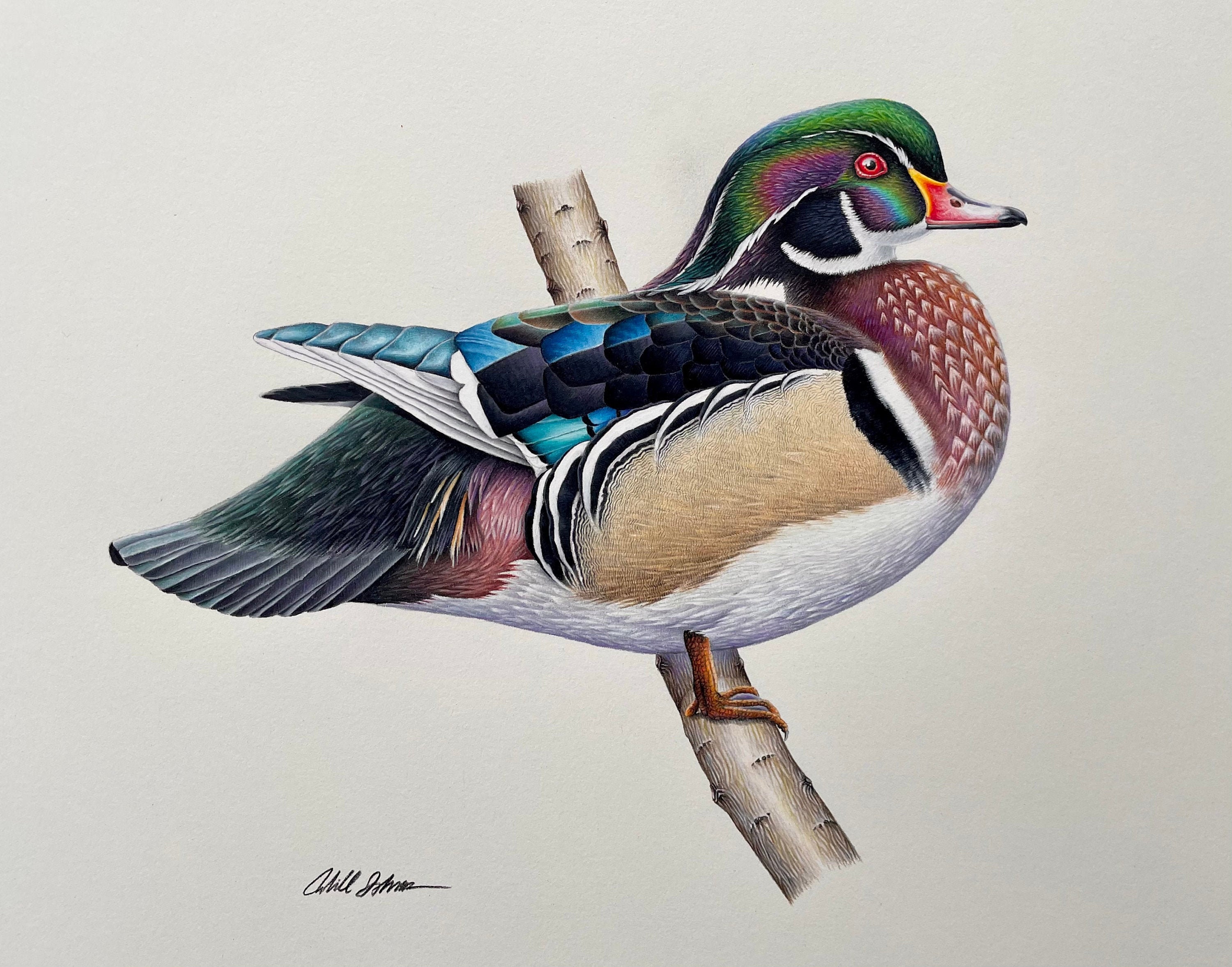 Wood Duck - Etsy